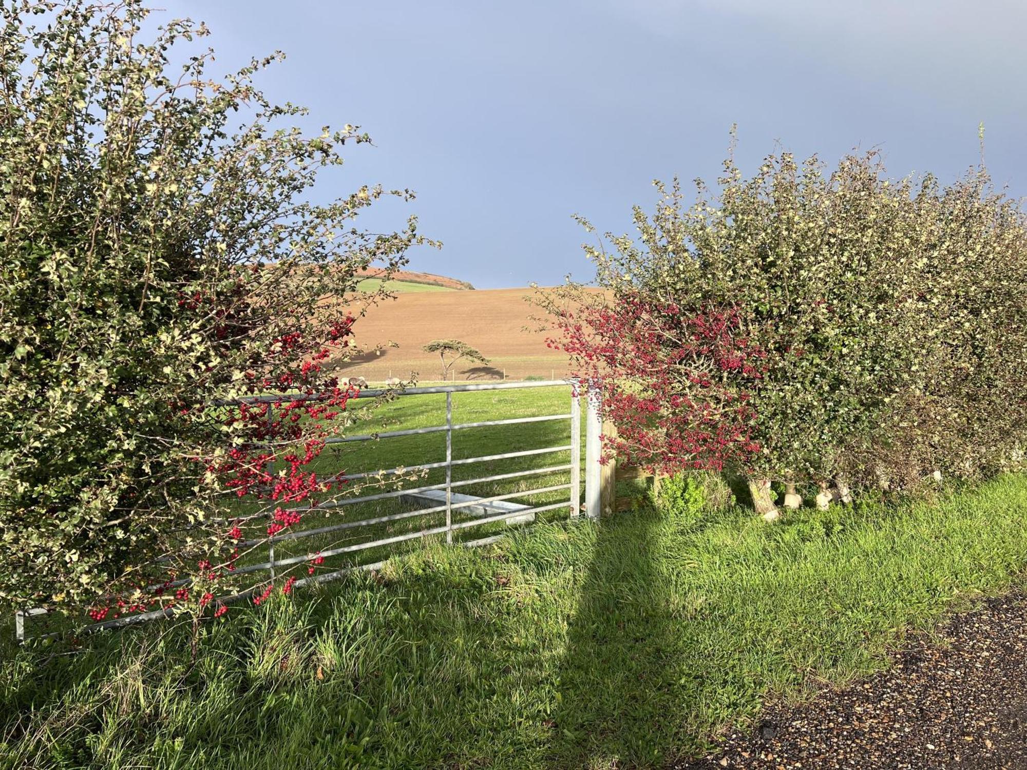 Poachers Hut - Captivating 1-Bed Cottage Shorwell Bagian luar foto